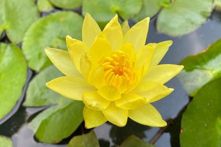Yellow Water Lily