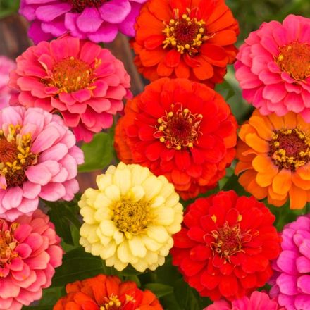 Zinnia