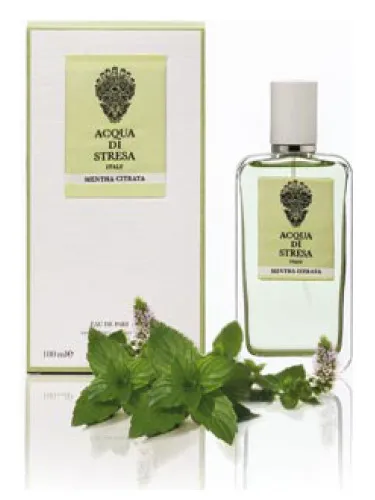 Mentha Citrata