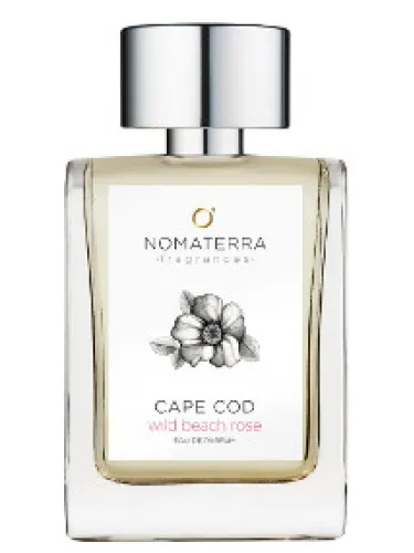 Cape Cod Wild Beach Rose