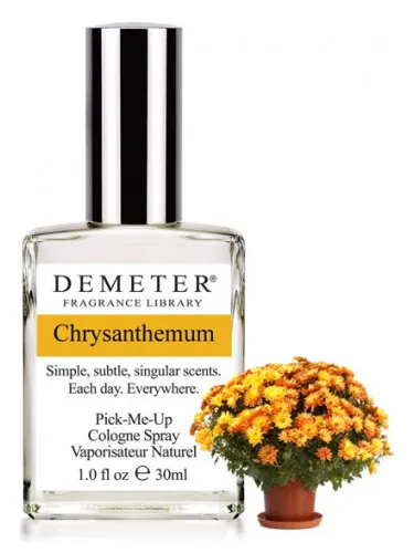 Chrysanthemum