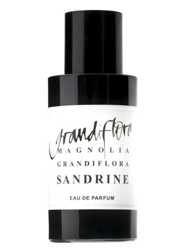 Magnolia Grandiflora Sandrine