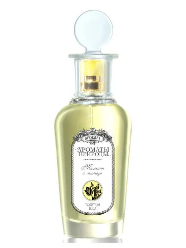 Tyulpan i mimoza - Tulip and Mimosa