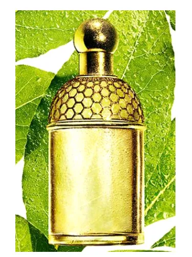 Aqua Allegoria Laurier - Reglisse