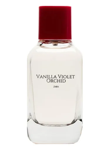 Vanilla Violet Orchid